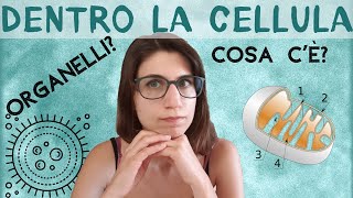 Linterno Della Cellula Organelli E Altre Meraviglie