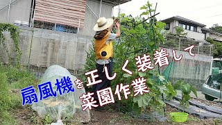 ファン付きベストを正しく着直して菜園作業