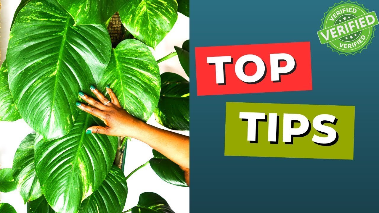 Top 10 Houseplants Care Tips For BEGINNERS YouTube