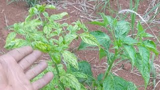 🔴LIVE: Causes of Yellow and Curled Chili Leaves That Cause Losses for Farmers
