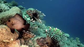 GoPro 4 Lion Fish Red Sea Egypt Дайвинг в Египте на Красном море(GoPro Lion Fish Red Sea Egypt Дайвинг в Египте на Красном море в Дахабе/ Обучение дайвингу Dahab DiveBuddy Русский дайвинг..., 2016-07-21T11:19:33.000Z)