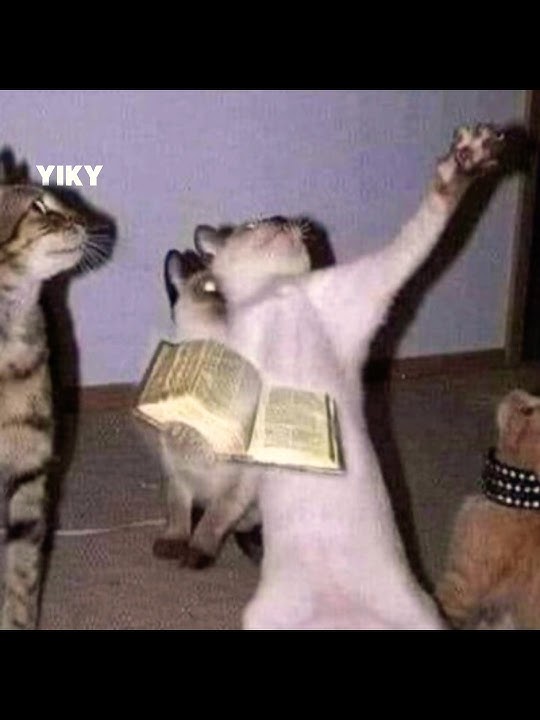 Cat Solos💀☦️☪️☸️🕉️ #viral #trending #funny