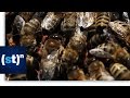 Can mushrooms save disappearing bees  scitech now