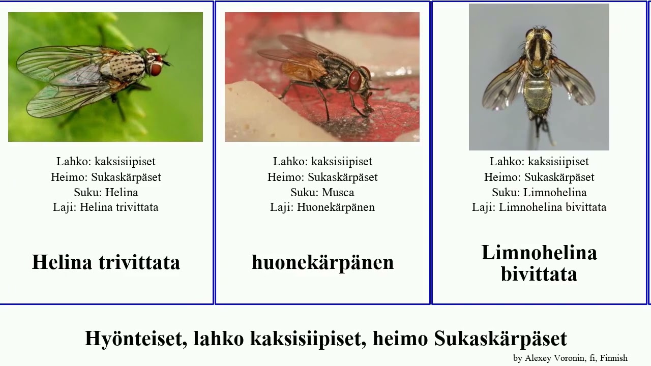 Hyönteiset, lahko kaksisiipiset, heimo Sukaskärpäset helina pan josh insect humilis marginalis