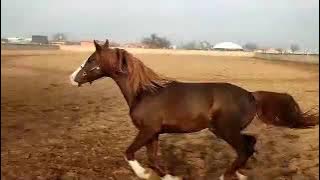 🏇 Purebred Arabian Horse for Sale | Fun #1266749417 🌟