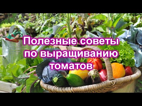 Видео: Советы по созданию клеток для томатов