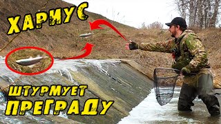 Вижу ТАКОЕ Первый раз! ХАРИУСЫ ИДУТ НА НЕРЕСТ! Штурмуют преграду. Рыбалка на Хариуса в Мае!