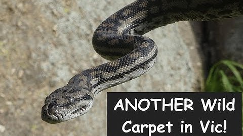 WILD Murray Darling Carpet Python in VICTORIA