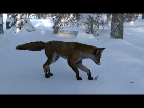Red Fox Swallows Mouse Person - 4k Vore Animation v1