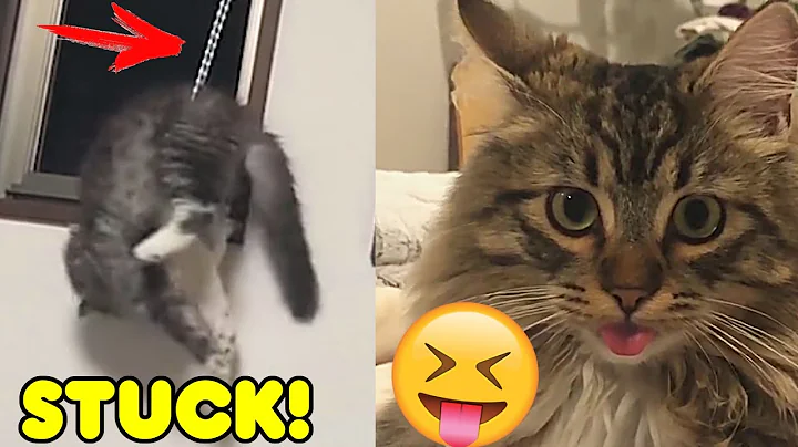 Video 10991111: funniest cats dogs compilation