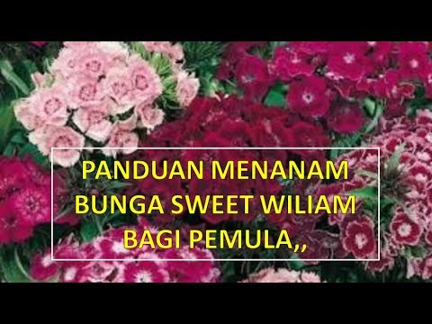 Cara Menanam Dan Merawat Bunga Sweet Wiliam Bagi Pemula