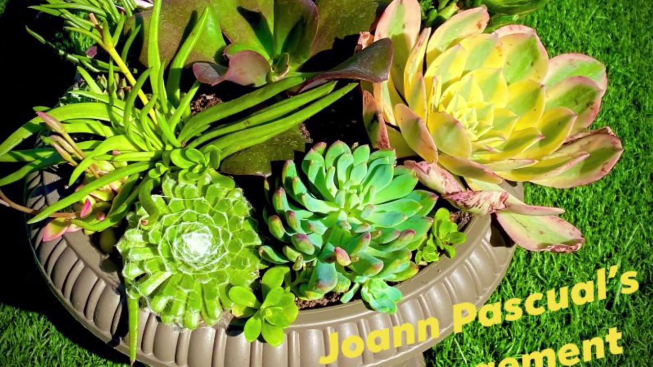 How To Make Beautiful Succulent Arrangement 