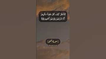 سورة النمل الآية ٤٩ الى ٥٢ بصوت الشيخ محمد صديق المنشاوي