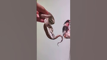 Baby Ghost Boa Constrictor #shorts