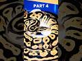 Ada yang tertarik buat pelihara juga? 😌 #ballpython #reptiles #reppile #snake #ballpythonindonesia