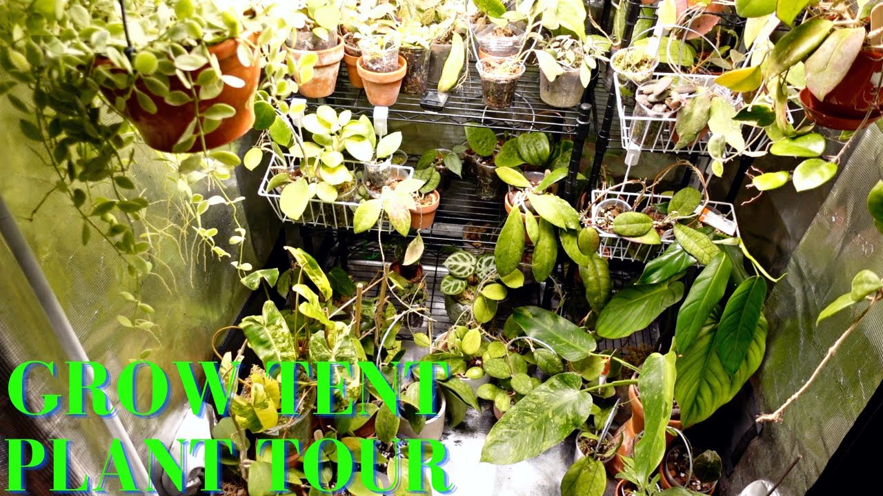 Grow Tent HOYA and PLANT TOUR YouTube