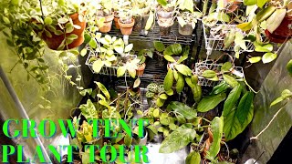 Grow Tent HOYA and PLANT TOUR