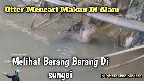 Berang-Berang Di Alam Liar ; Otter In River