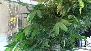 Medical Cannabis - Harvest Time Again pt 1