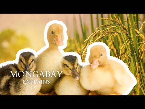 The Aigamo Method: Ducks as rice farmers | Mongabay Explains