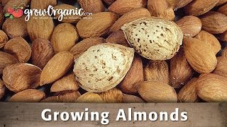 Growing Almonds