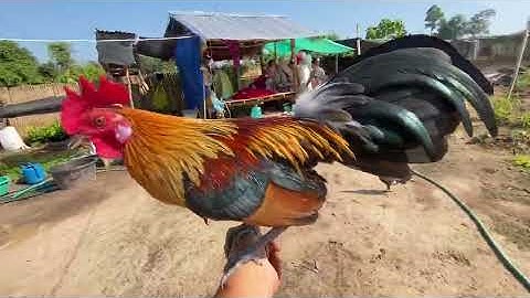 Saib qaib dib nawb zoo dib heev lawm