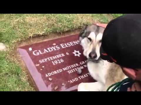 ვიდეო: Potty წვრთნა უფრო ძველი ძაღლი: სახელმძღვანელო სახელმძღვანელო Crate ტრენინგის გამოყენებით