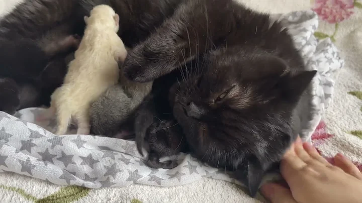 Video 3338681: newborn british shorthair kittens, colored british shorthair kittens, british shorthair black kitten, british shorthair blue kitten, british shorthair blue boy, british shorthair blue girl, british shorthair blue point, kitten black cat