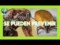 Prevenir las pulgas y garrapatas en los perros
