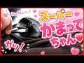 【スーパーかまってちゃん】カラスが背後から遊んでくれと催促する世界観。20260610、カラス＆四つ足クインテット（仮）