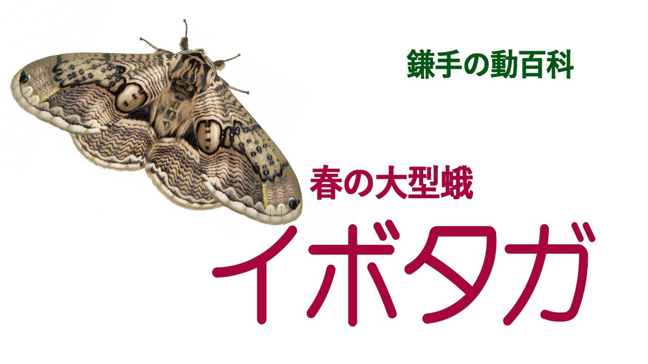 4月9日 春の大型蛾イボタガ現る 鎌手の動百科68 - YouTube