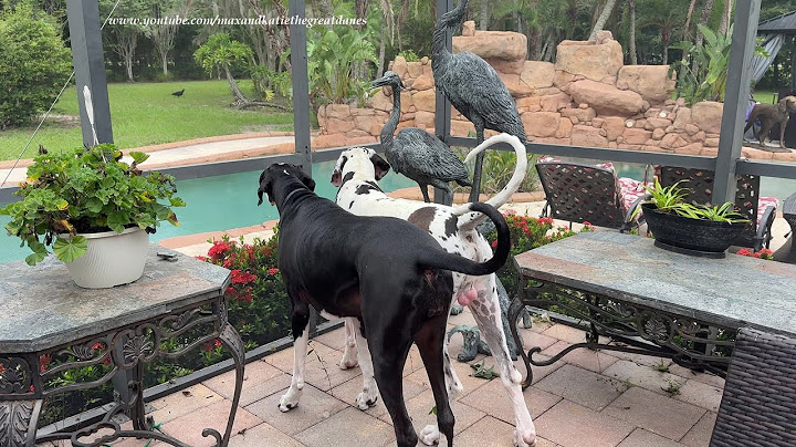 Funny Great Dane Watch Dogs Are Suspicious Of Circling Turkey Vultures
