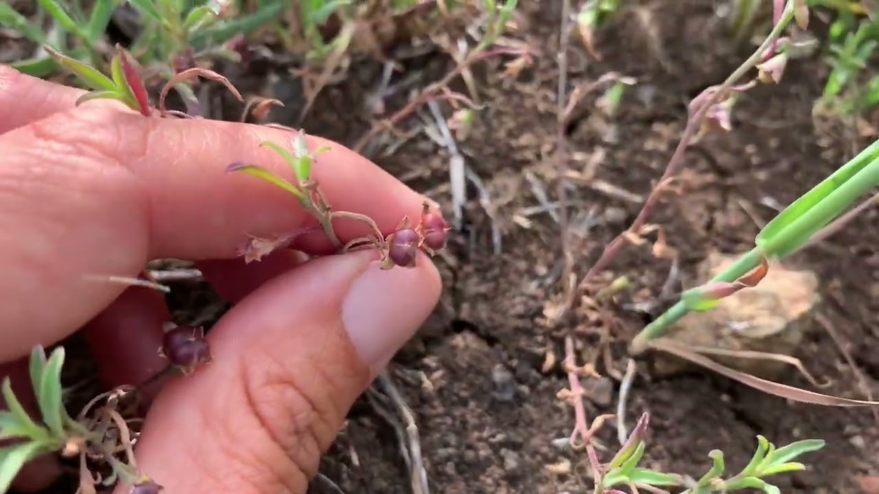Small flowered morning glory - Convolvulus simulans CNPS 4.2 rare plant-rare plant reference check