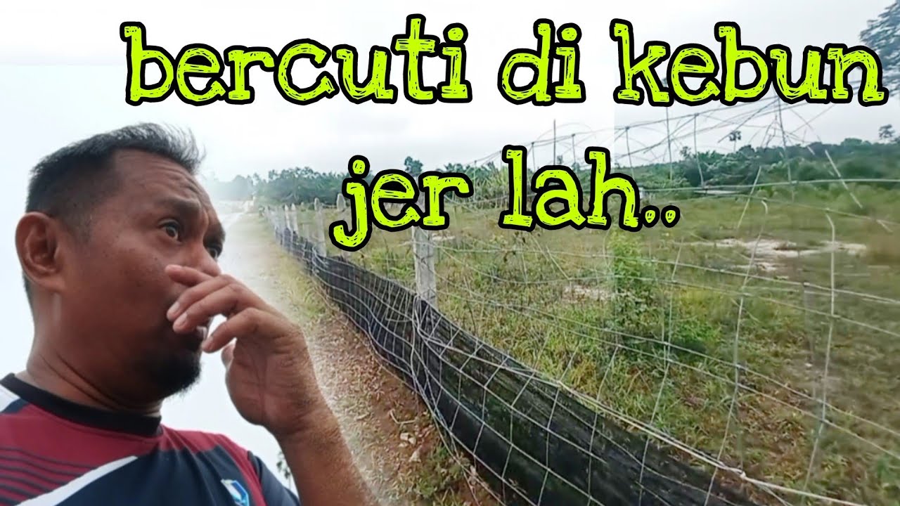 [Episod891] kebun kena lanyak lagi..🙄