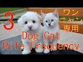 3 犬猫用総合メンテナンス ソルフェジオ周波数＋ライフ周波数 本物の奇跡が起きるミラクルサウンド スーパーエンジェルトーン 幸せをあなたと御家族に