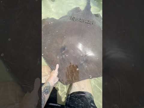 Southern Stingrays are The Neediest Animals Alive! #animals #stingray #animals #shorts