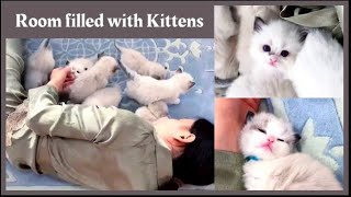 Room Filled with Kittens | Cuddling 10+ Kittens by Fairy Elf Dolls 1,288 views 1 year ago 8 minutes, 38 seconds