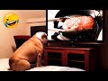 Funniest Animals 2022 🐴 - Cute Dogs 🐶 And Cats 😺 Videos