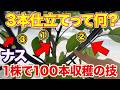 【ナス】収穫量が変わる!3本仕立ての正しいやり方を徹底解説!