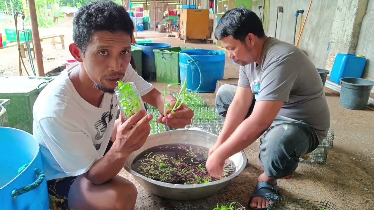 BANANA LAKATAN TISSUE