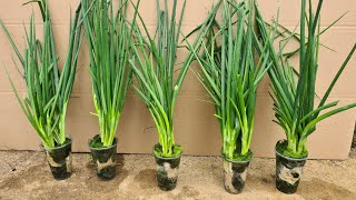 How to propagate spring onion from cuttings with algae in the river