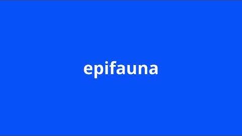 what is the meaning of epifauna.