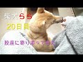 柴犬らら 家に来て20日目