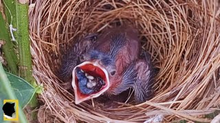 FRUIT THAT IS TOO COOKED MAKES IT DIFFICULT FOR BIRDS TO Swallow