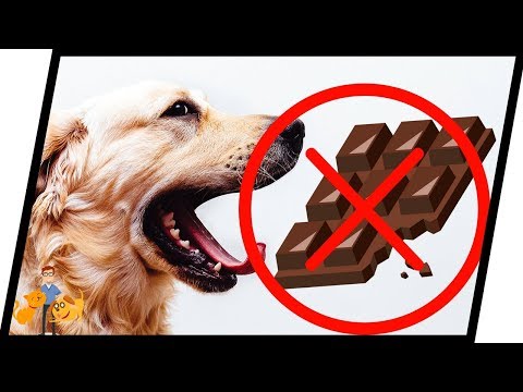 Video: Jaké chemické látky se nacházejí v čokoládě, která je jedovatá pro psy a kočky?