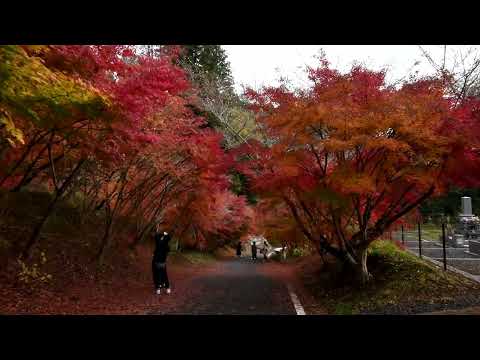桜と紅葉/西運寺  愛知県豊田市小原　Amazing cherry blossoms and autumn leaves in TOYOTA OHARA SAIUNJI 紅葉のトンネル 【4K】
