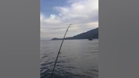 Câu cá Trolling nhồng Hòn chảo 2 - Đà Nẵng