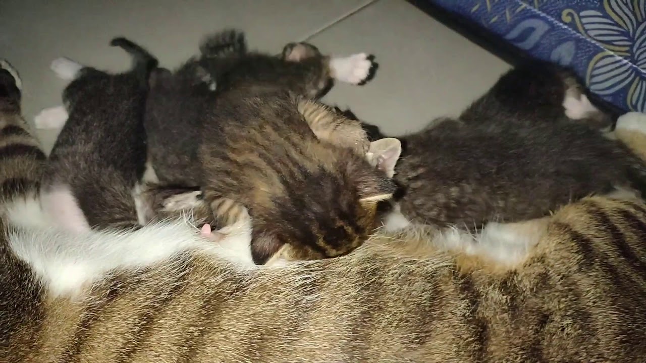 Two siblings cat mother with kitten YouTube