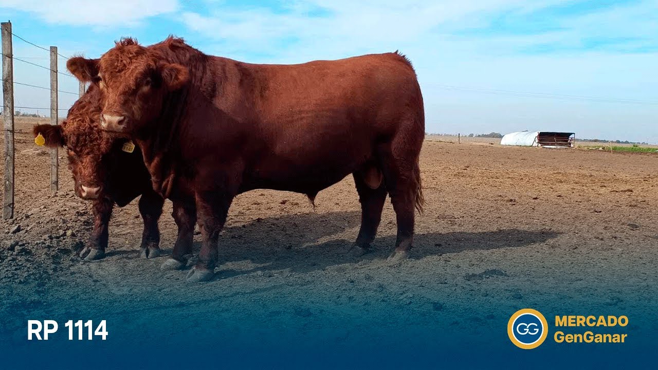 RP TORO IT'S A BOY 20 CT - Blue Sky Sales