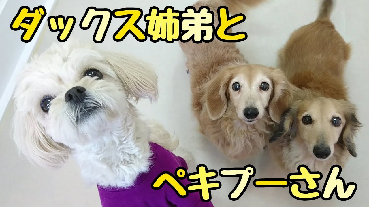 ダックス姉弟とペキプーさん ひみつきちなう 18年3月17日 Youtube ダックス姉弟とペキプーさん ひみつきちなう 18年3月17日 Youtube